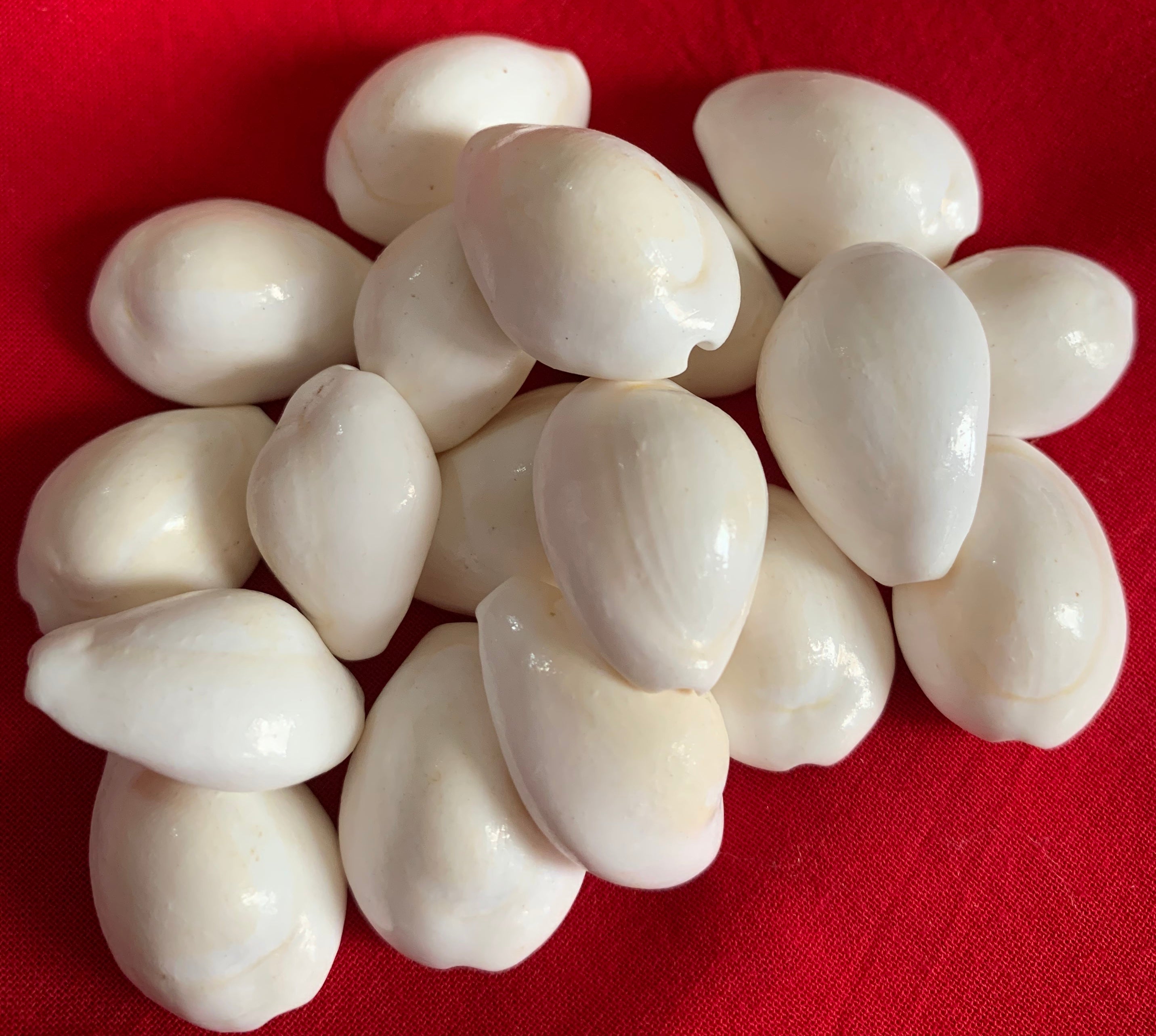 Cowree Shell Cowrie Shells - White - The Amma Store
