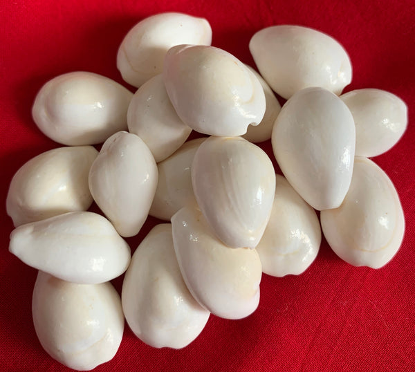 Cowrie Shells - White